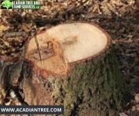Acadian Tree and Stump Removal Service  image 3